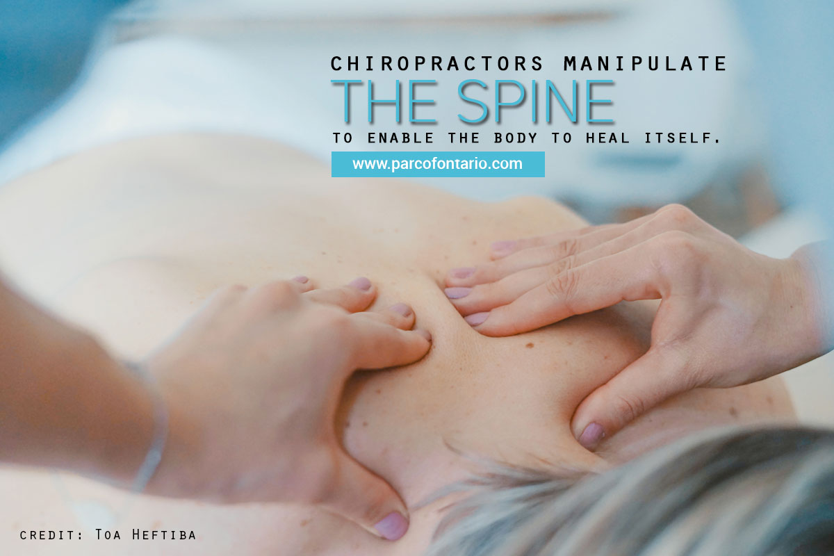Chiropractors manipulate the spine to enable the body to heal itself.