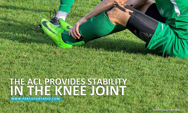 The-ACL-provides-stability-in-the-knee-joint-opt