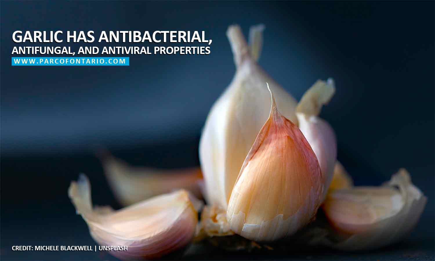 Garlic has antibacterial, antifungal, and antiviral properties