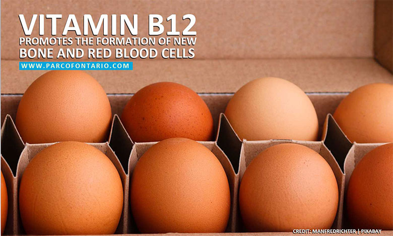 Vitamin-B12-promotes-the-formation-of-new-bone-and-red-blood-cells