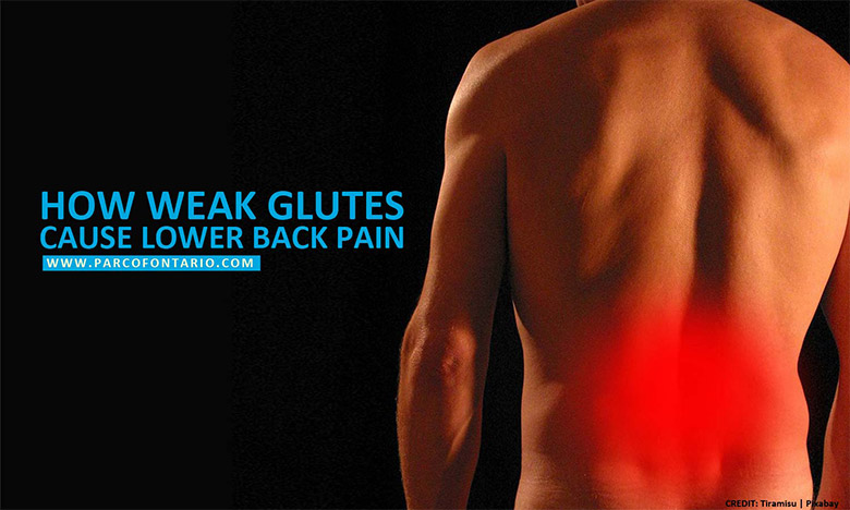 How Weak Glutes Cause Lower Back Pain  The Physiotherapy and  Rehabilitation Centres