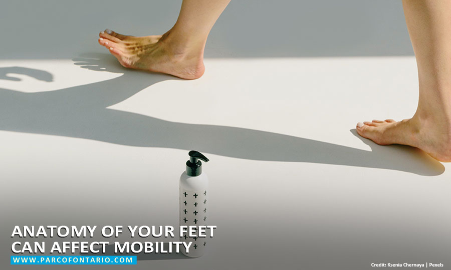 Anatomy of your feet can affect mobility